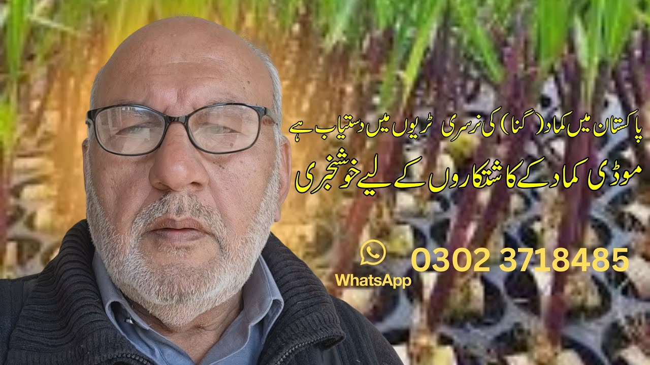Sugarcane nursery seeds in tray first time in Pakistan - MRS farm