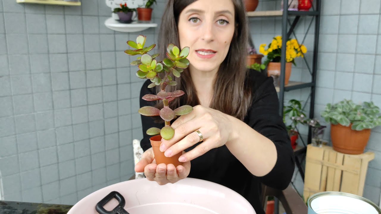 PARA AĞACI, Crassula Ovata Nasıl Bakılmalı?Çiçek Açması İçin Ne Yapmalıyız?