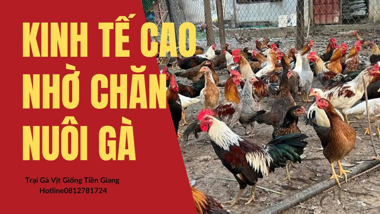 Gà nòi Bến Tre nuôi nhanh bán, giá gà thịt cao