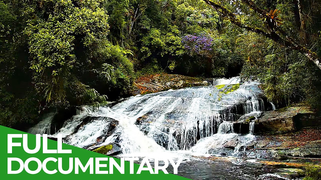 Brazil's Atlantic Forest - Nature Paradise in Danger | Free Documentary Nature