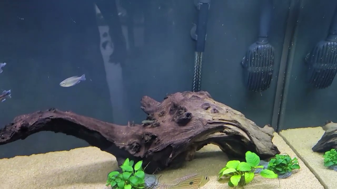 i have one issue with the fluval T300 heater