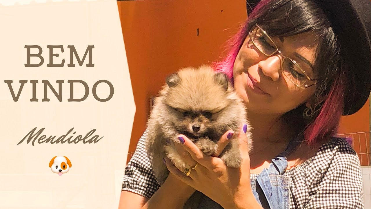 A chegada de meu Spitz Alemão Anão - Novo Membro da família #luludapomerania #spitzalemao