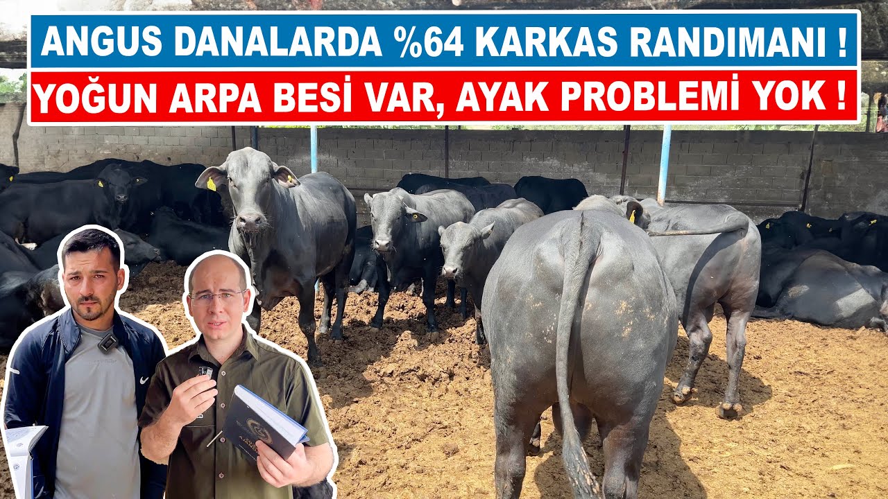 Angus Danalarda %64 Karkas Randımanı! | Yoğun Arpa Besi Var, Ayak Problemi Yok!