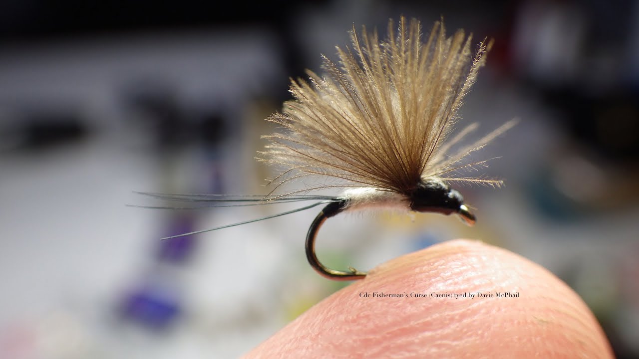 Tying the Fisherman's Curse (Caenis) with Davie McPhail