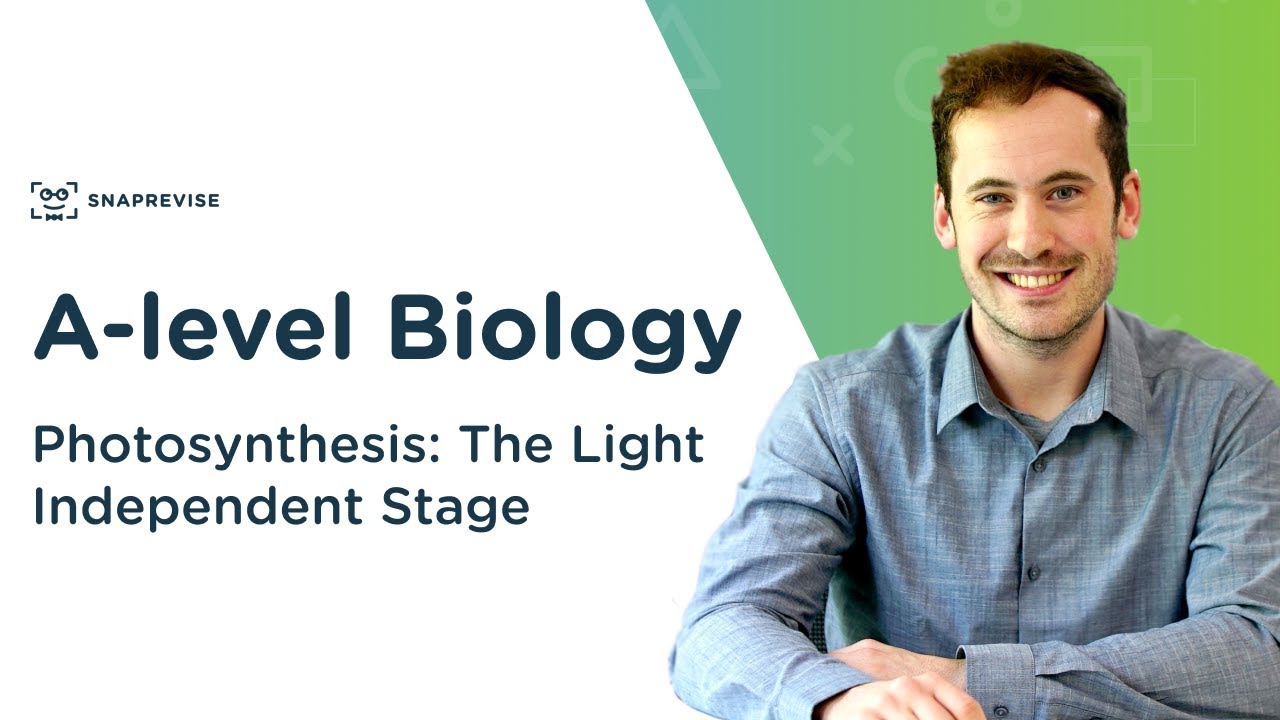 Photosynthesis: The Light Independent Stage | A-level Biology | OCR, AQA, Edexcel