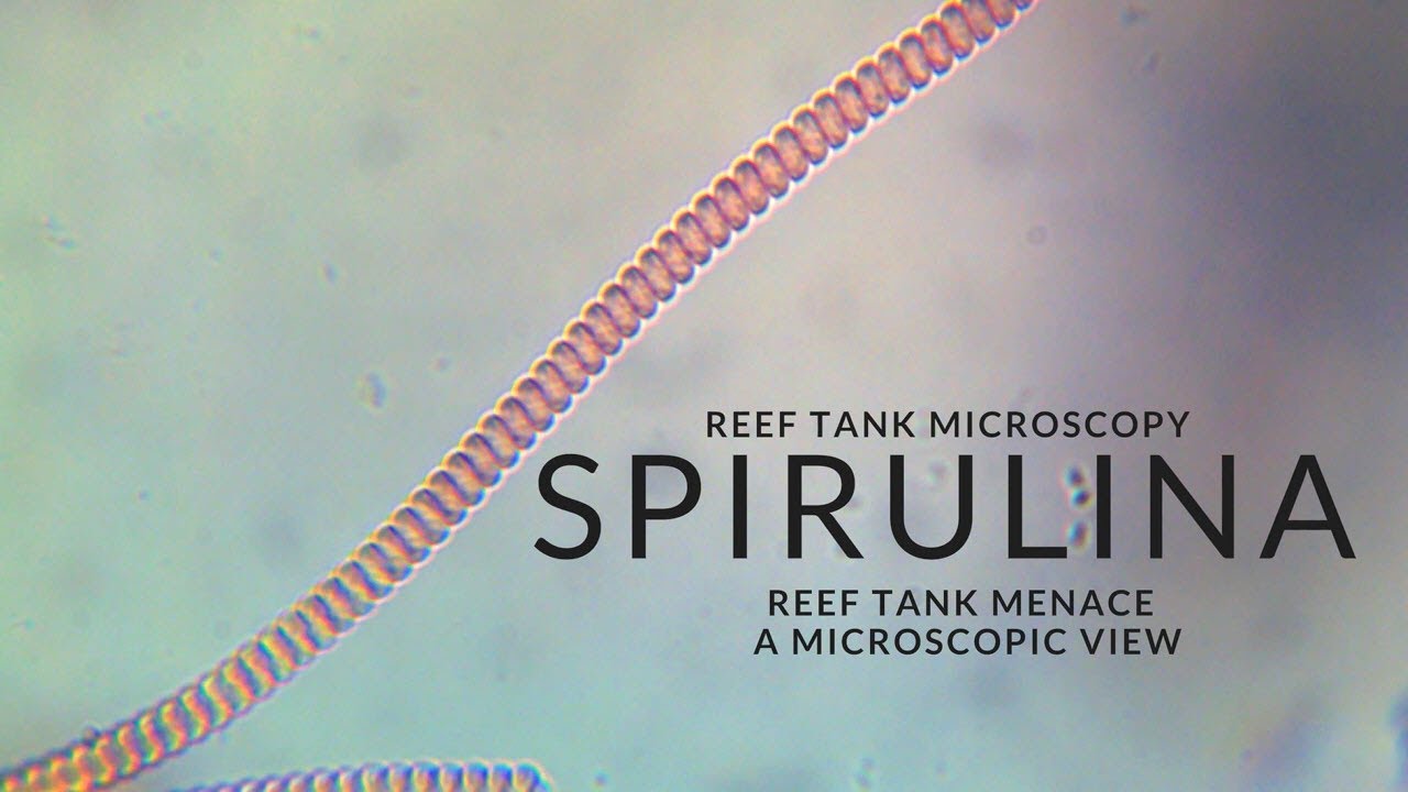 Reef Tank Microscopy - Spirulina