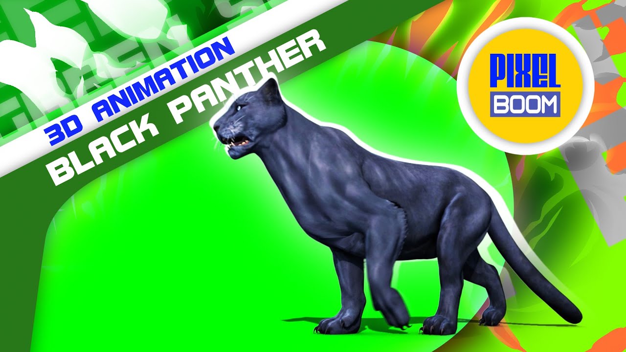 Green Screen Black Panther Feline Animals Runs Walks - Footage PixelBoom