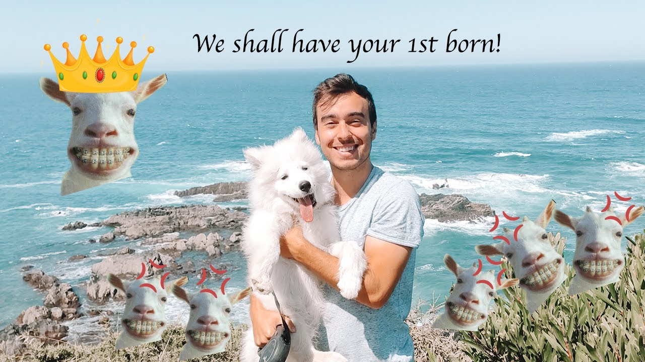 Chased by an ARMY of GOATS while visiting cape Sardão | Nomad artist and samoyed dog - Pedro Vargues