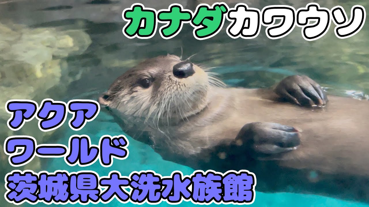 【4K】カナダカワウソ① おはぎ＆まろん【アクアワールド茨城県大洗水族館】かわいい姿 2022.10.31【おすすめ水族館・動物園】 Otters Japan Zoo