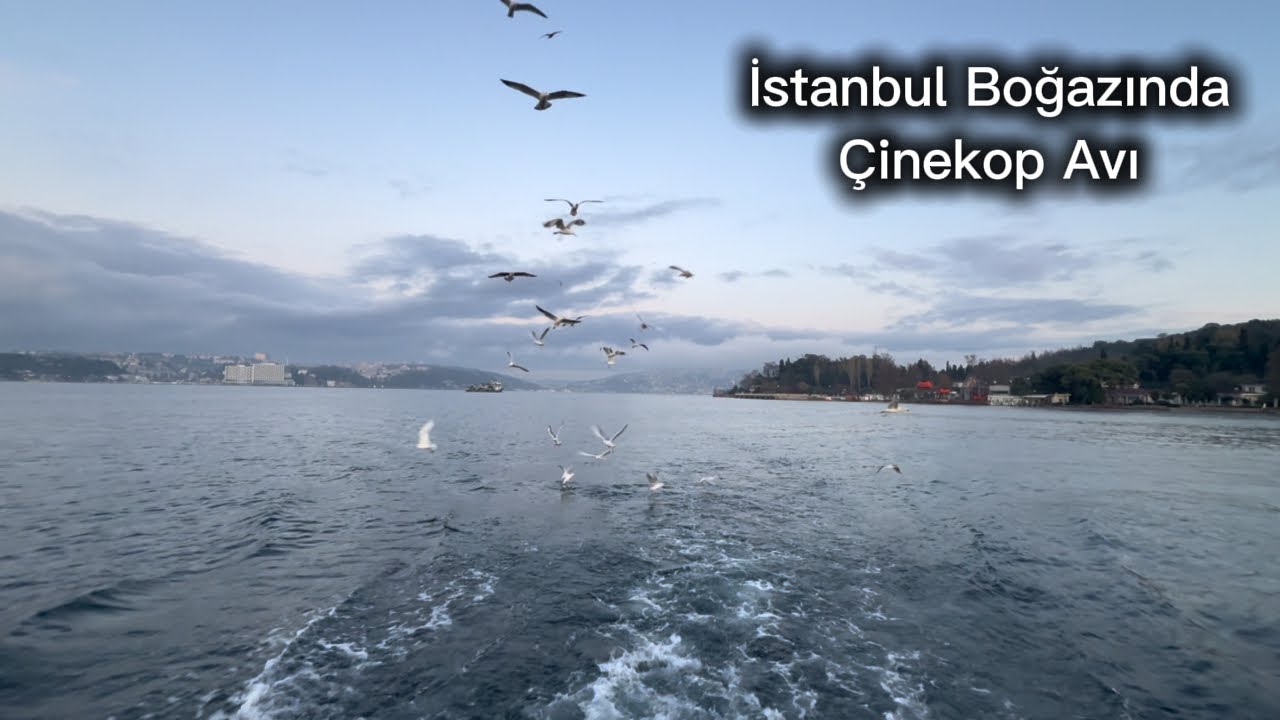 Istanbul Boğazı’nda Çinekop Avı. Yakalabırak yaptık keyfini aldık. Fishing for Bluefish in Bosphorus