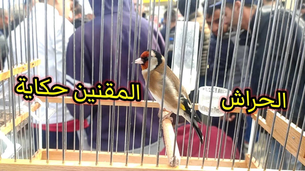 سوق الحراش اليوم | فيديو خاصة ب الحسون
