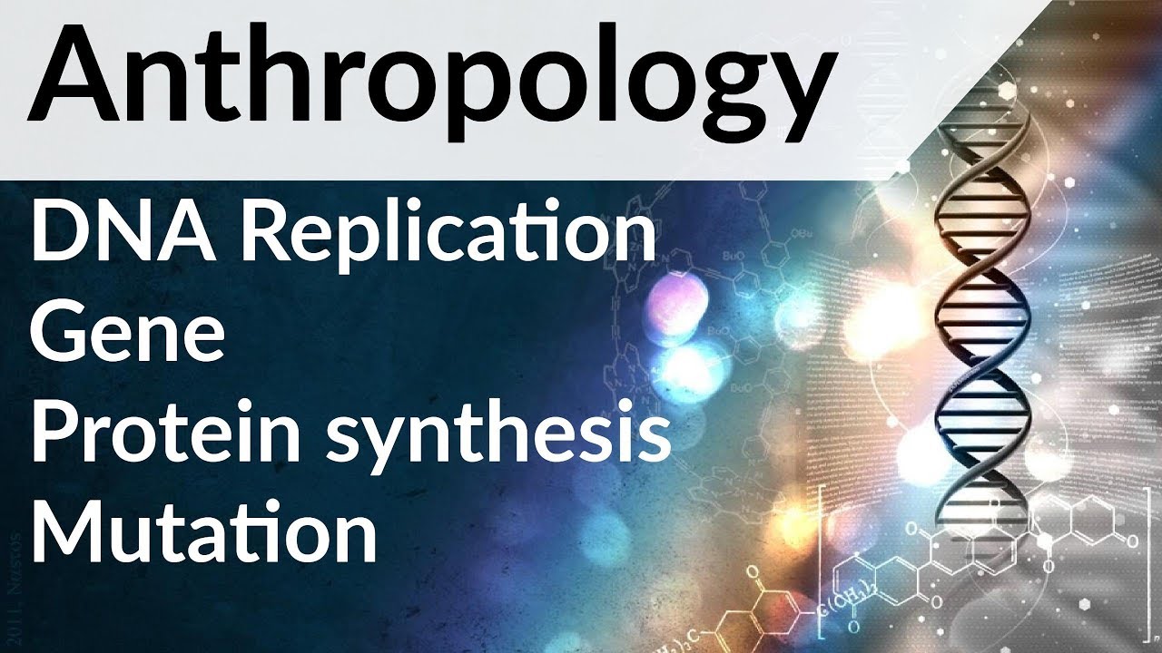 Anthropology optional for UPSC - DNA Structure and Replication, Gene, Protein synthesis, Mutation