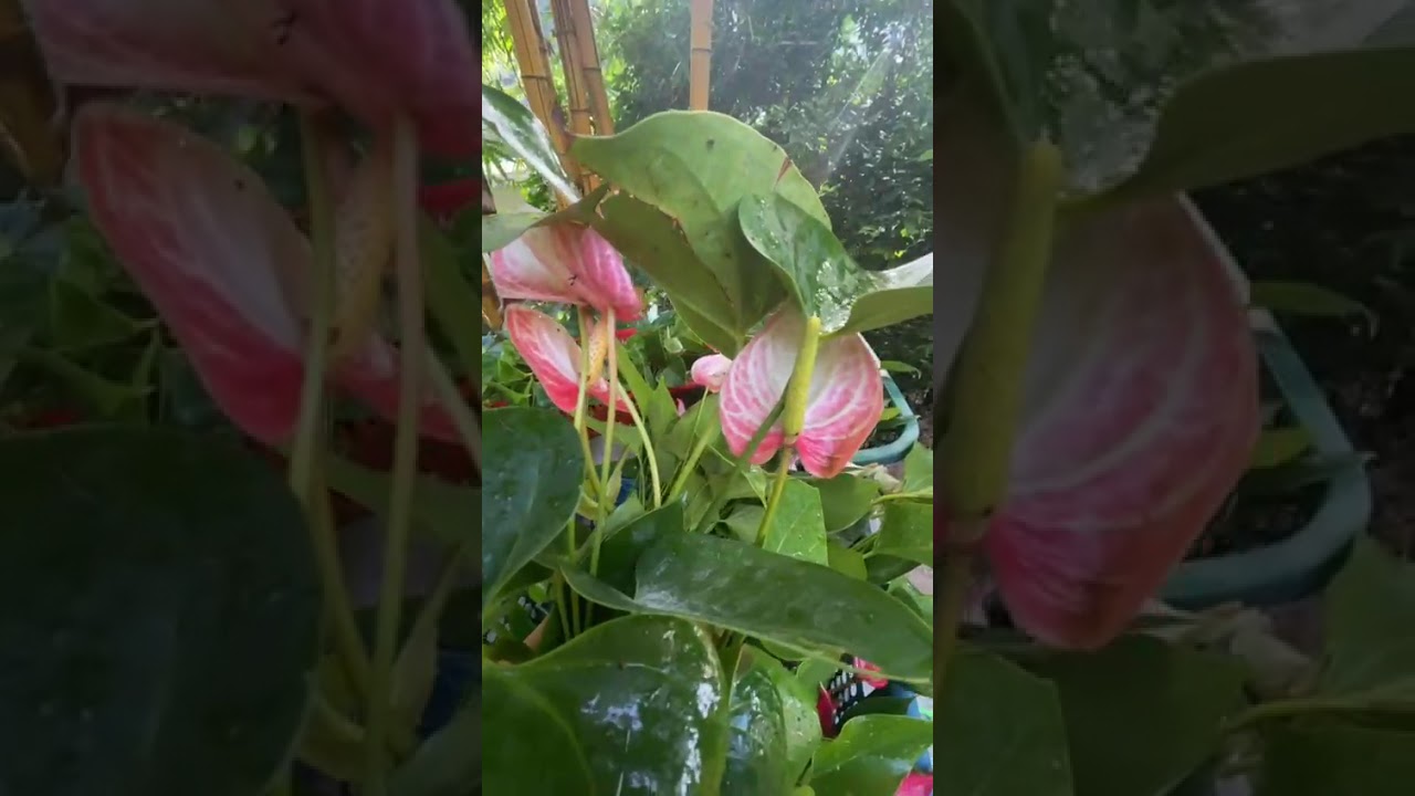 කාවා,රෝජා,ලිවියම් අඩුවට#anthuriumwagawasinhal#fypviral#gardenplants#gardenflowers 0765647812