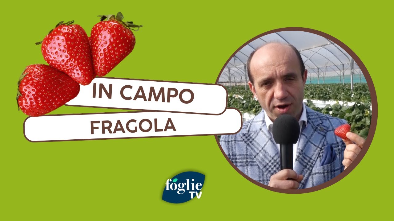 Alla scoperta della Fragola