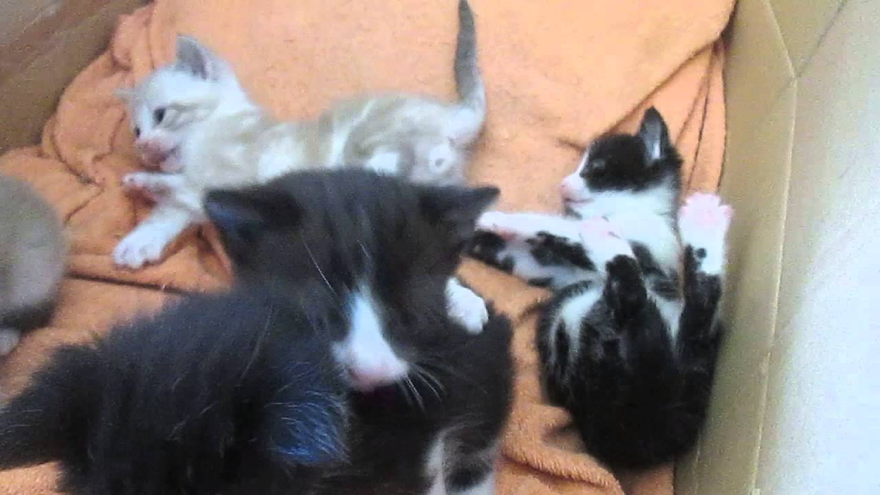 Chatons qui jouent