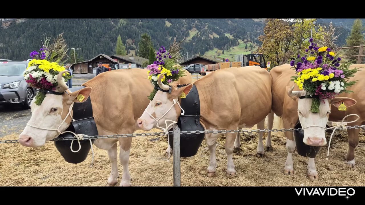 Viehschau Herbst 2025, VZV Grindelwald II