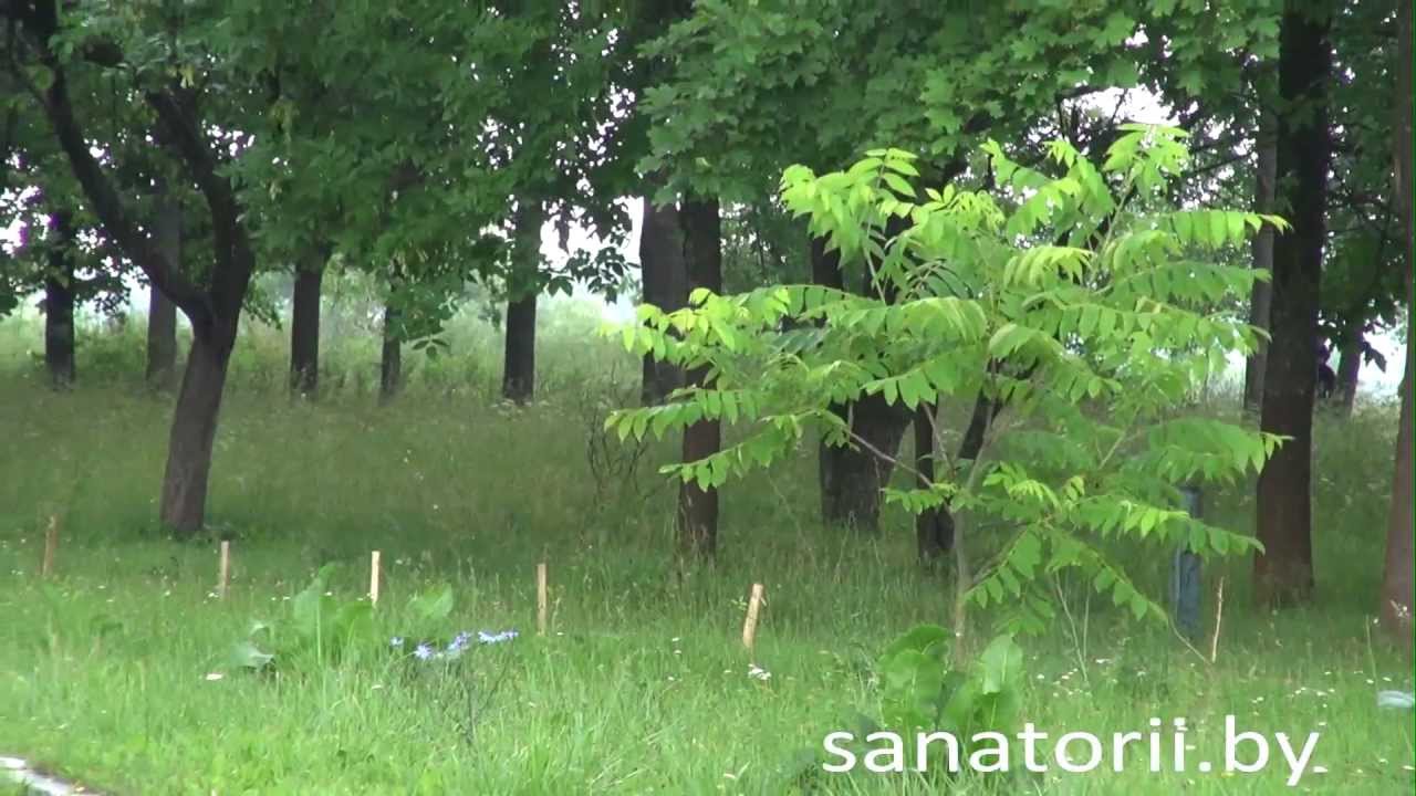 Детский санаторий Свислочь - территория, Санатории Беларуси