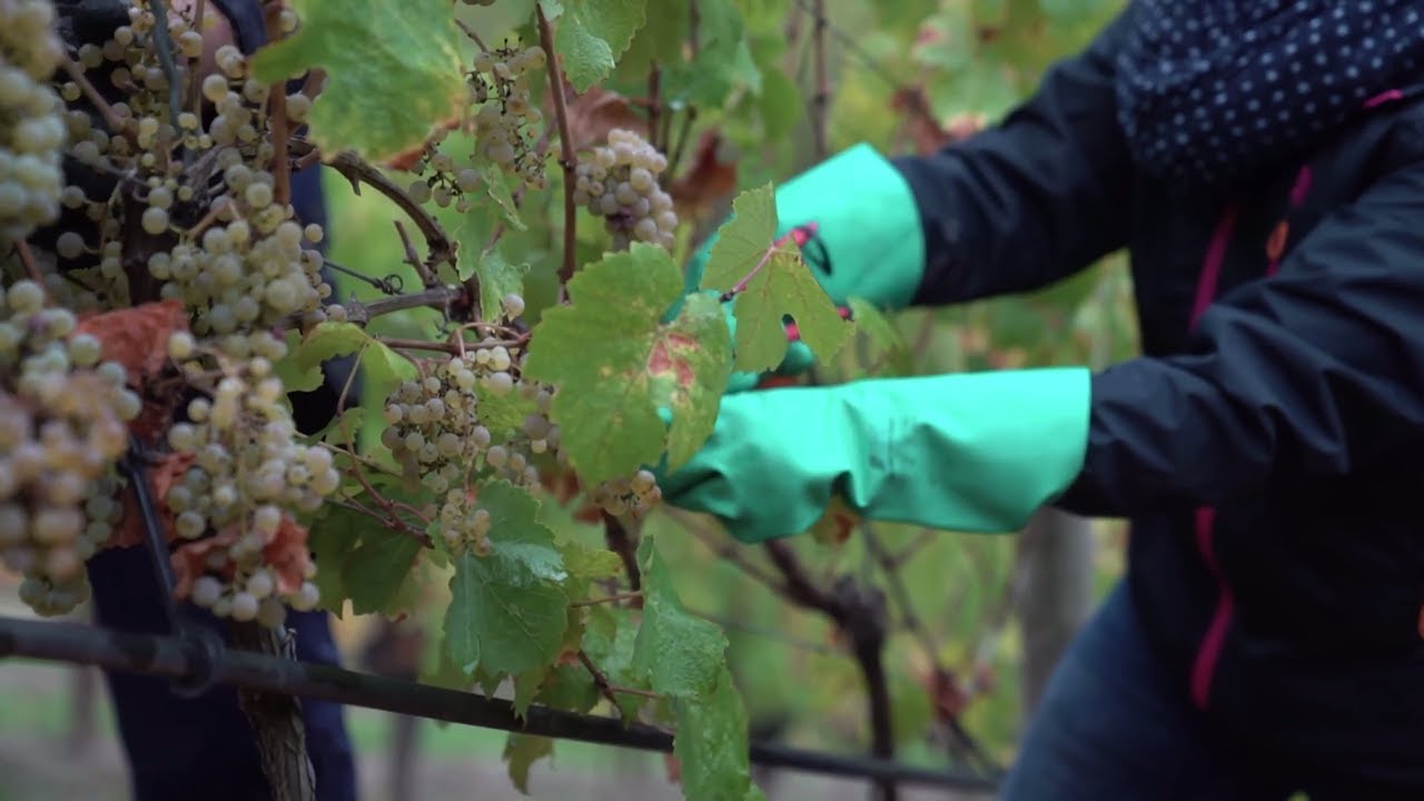 Nachhaltige Weinlese