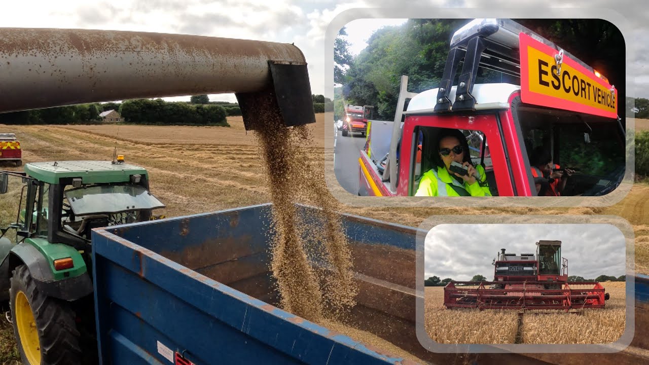 Harvest 2024! Join us combining... let's get that grain! MF 850, 860, 865