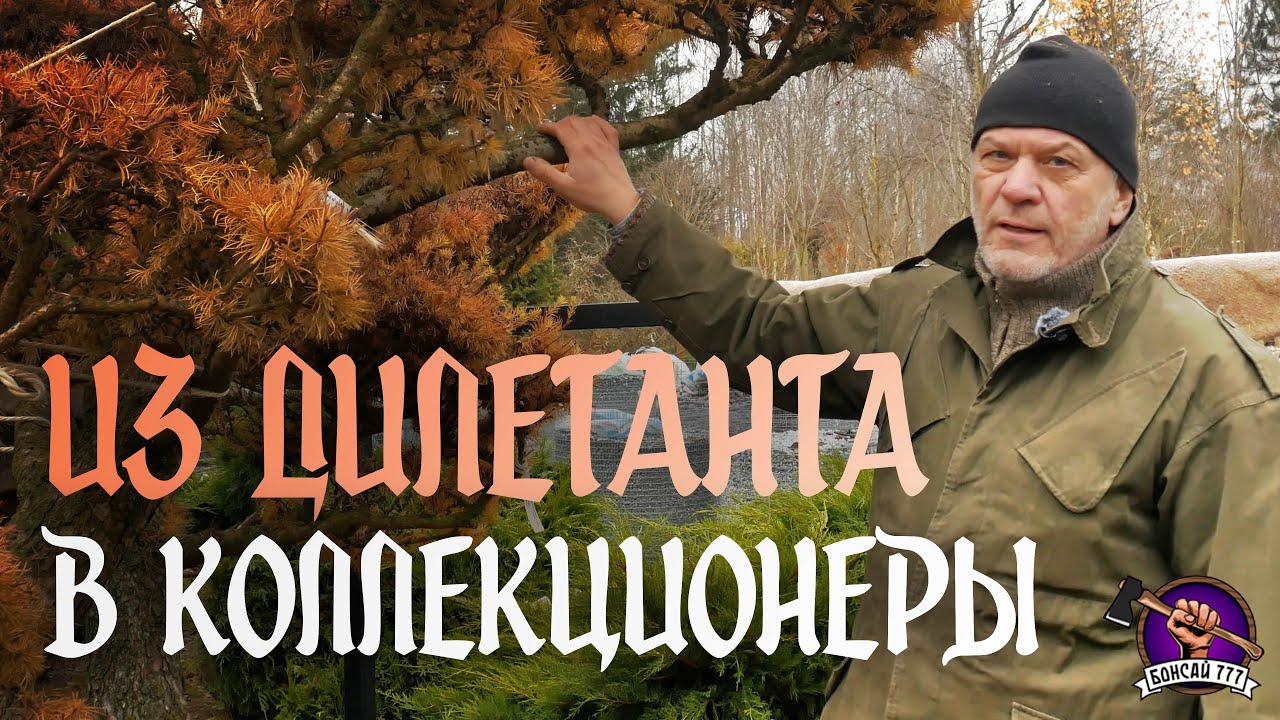 ПредБонсай из садового центра  #bonsai