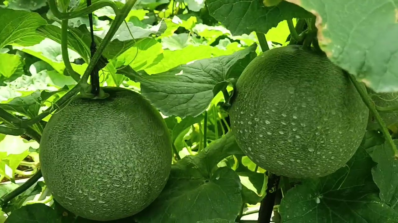 PEMUPUKAN MELON USIA 50-55HST #melon #farming 
