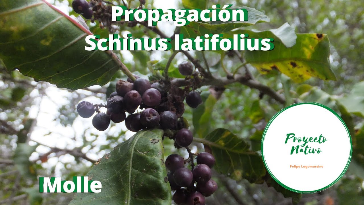 Proyecto Nativo, Propagación molle (Schinus latifolius)