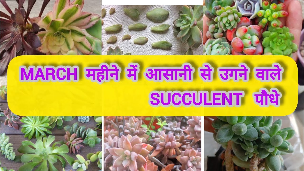 March महीने में आसानी से उगने वाले Succulent पौधे And Cuttings/Succulent Tips and Tricks to grow❤️