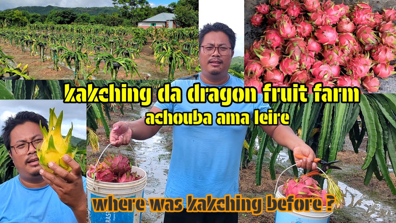 Biggest dragon fruit farm at kakching khuman #dragonfruit #food #farmer #farming #nawa thouram