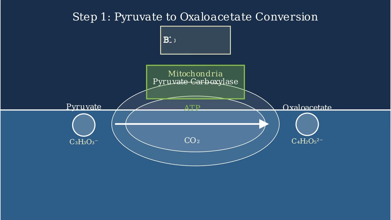 Gluconeogenesis – Definition, Steps, Reactions, Substrates, Importance