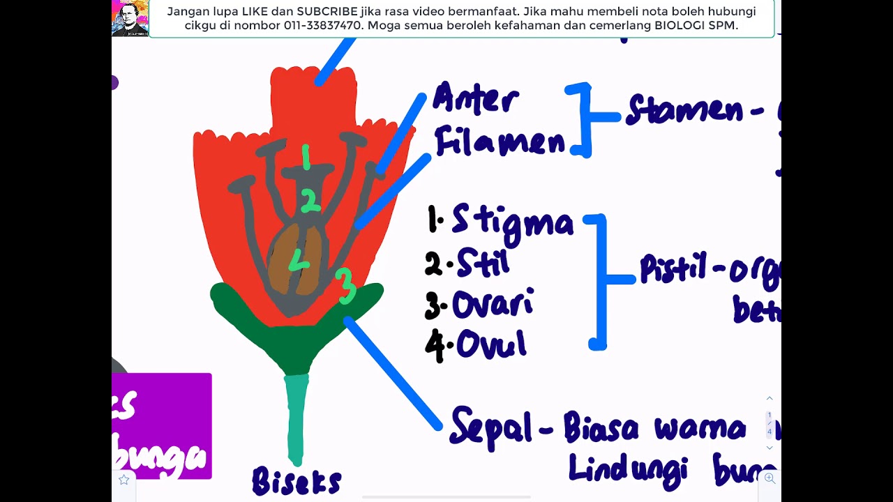 BIOLOGI KSSM T5- Bab 6 Pembi@kan S@eks dalam Tumbuhan Berbunga
