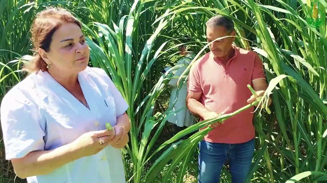 Maralfalfa bitkisi növbəti dəfə biçinə hazırlaşır