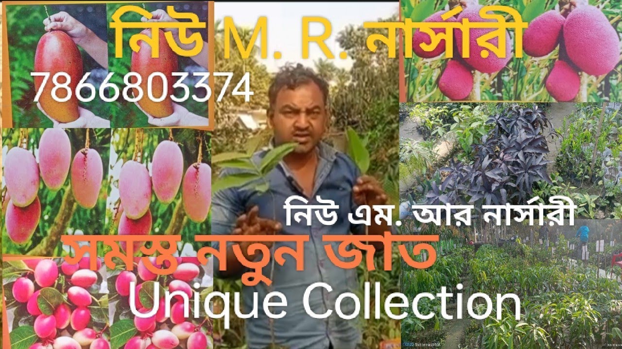 নিউ এম. আর নার্সারী. সমস্ত নতুন জাতUnique Unique Collection