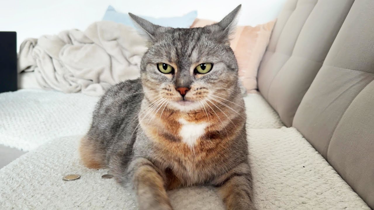 You must bribe the guard cat if you want your money back