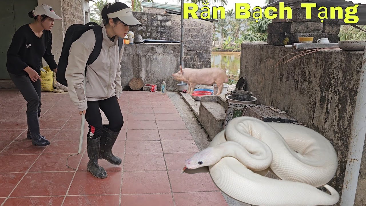 C&ocirc; G&aacute;i G&agrave;o Th&eacute;t Khi Ph&aacute;t Hiện Rắn Hổ Mang Ch&uacute;a Khổng Lồ B&ograve; V&agrave;o Nh&agrave; Đẻ Trứng