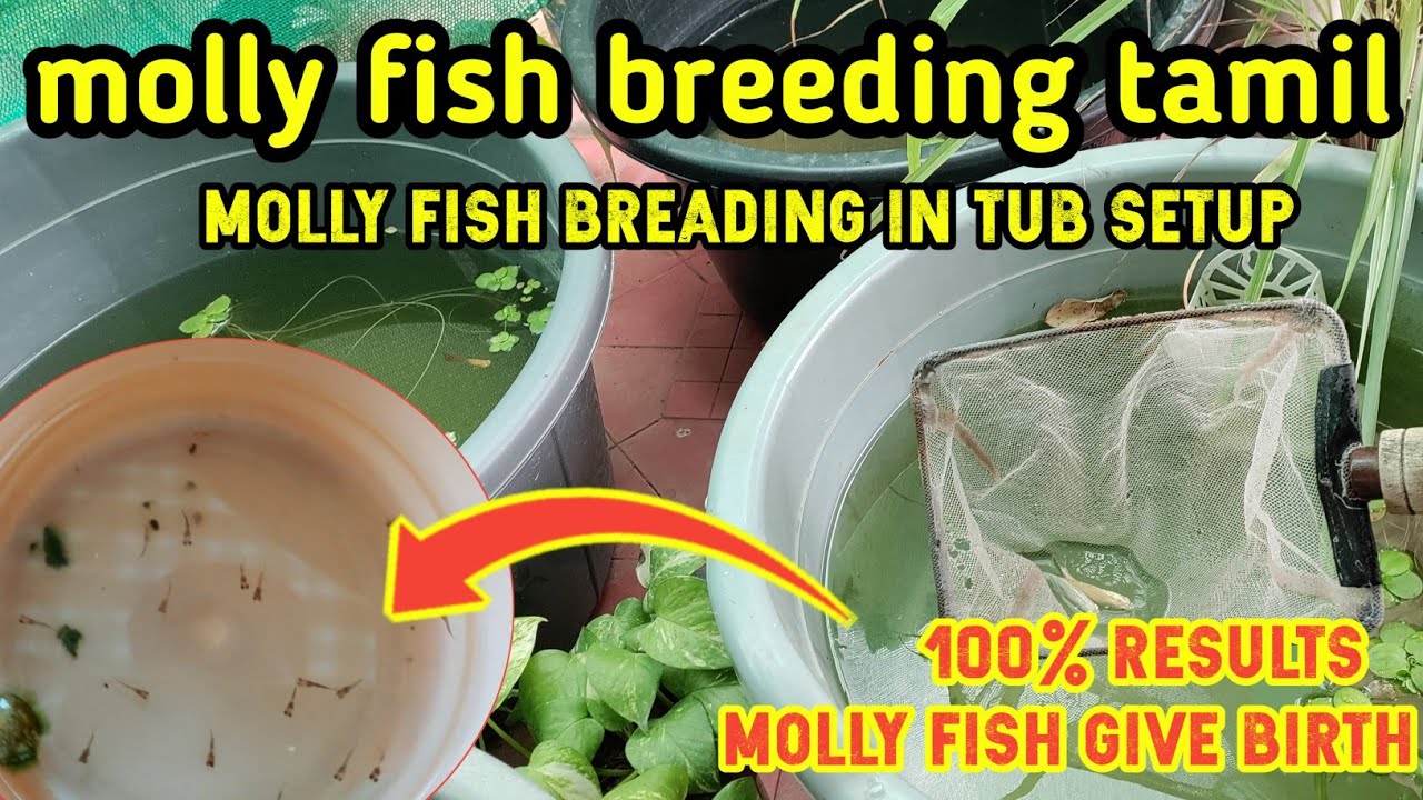 Molly Fish Breeding in Tamil | தமிழ் | Fish aquarium dinesh