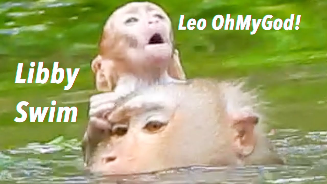 OhGod! Very Pitiful Baby Monkey Leo Almost Drown By Mom Libby Swimming Careless In Water