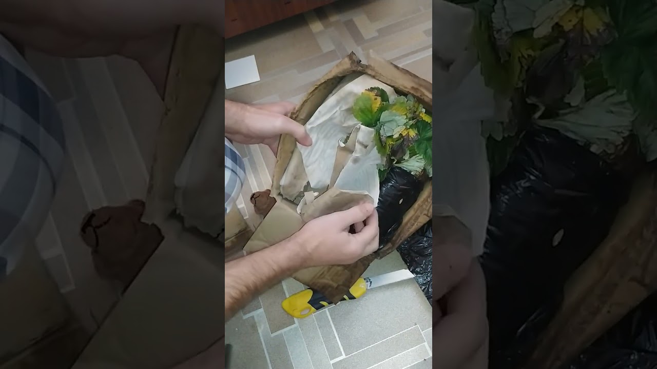 Клубника альбион