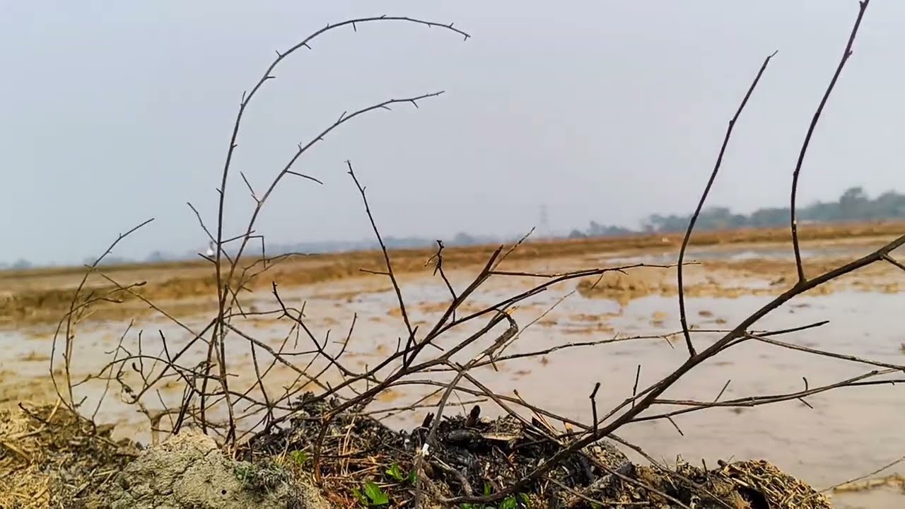 Farming 🌾 In Summer                                                 Dhana Khet  || Paddy crop 