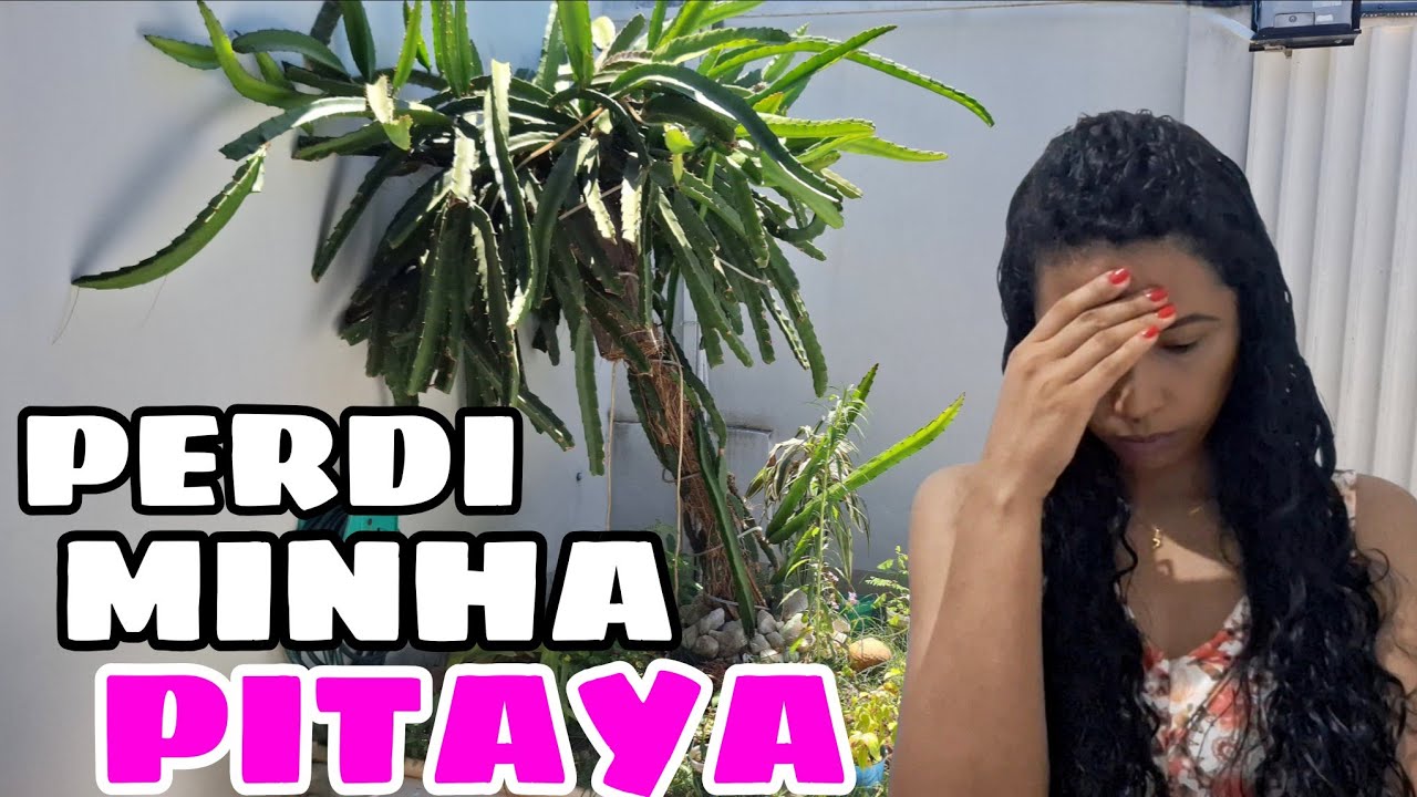 ♡Meu Pé de PITAYA Caiu... e agora?