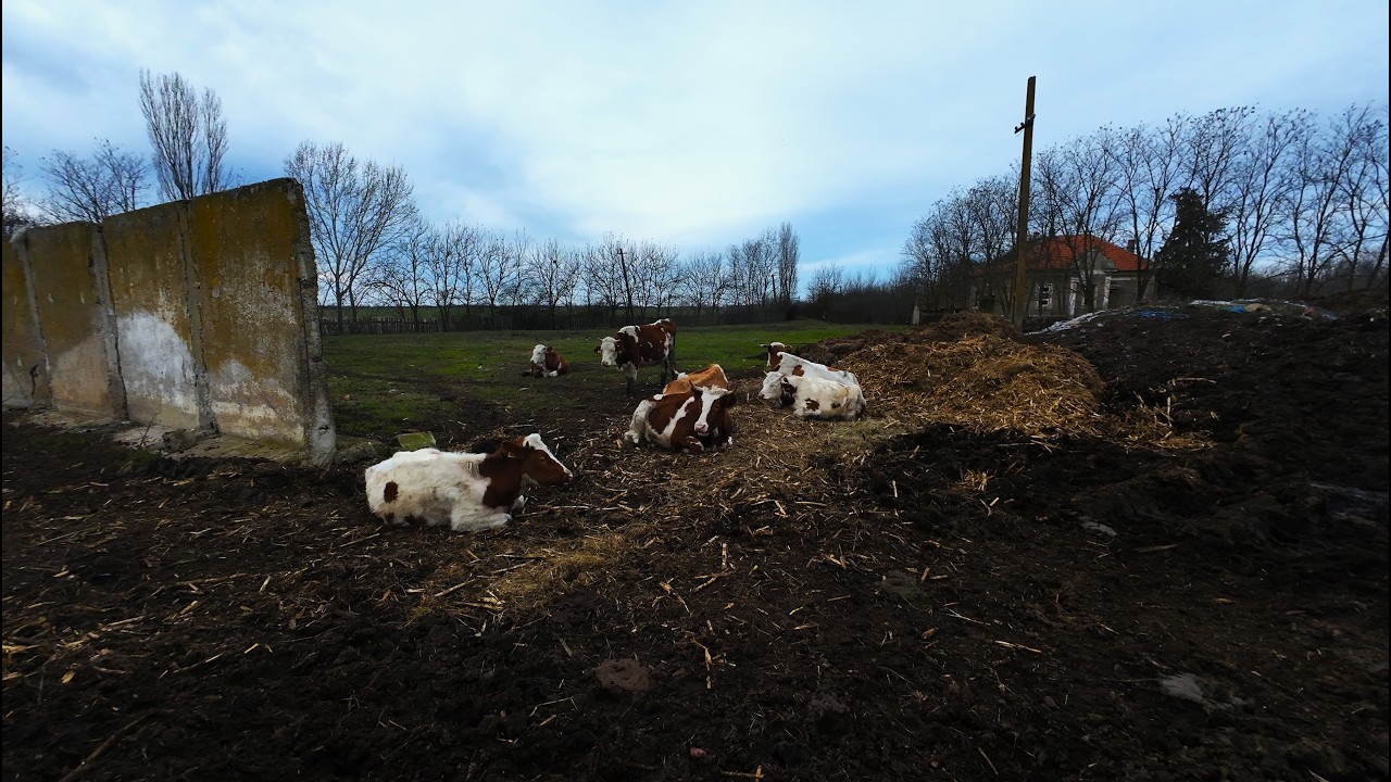 O zi cu vacile  🐄🐮 !! episod 4