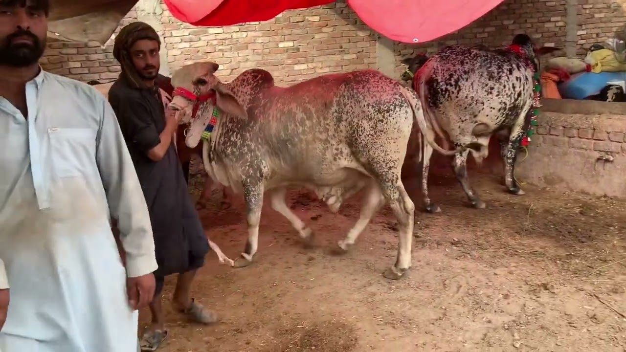 Ring Road Cow Mandi Peshawar #videos #foryou #beautifulkpk #cow #ringroadmandi #viralvideo