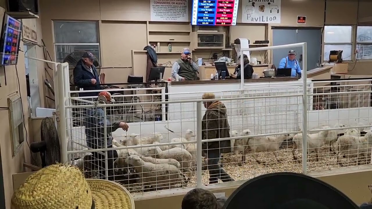 Продажа нескольких ягнят для проверки рынка