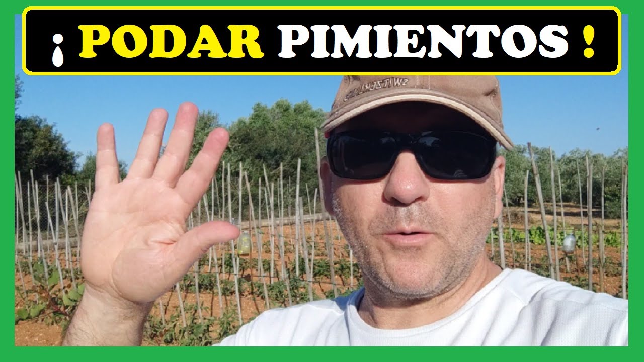 Cómo podar las plantas de los pimientos fácil y rápido en 2025