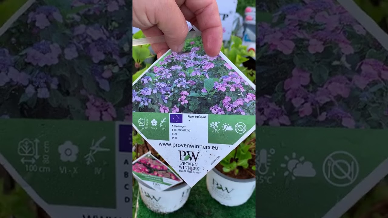 Очень ценный сорт из серии &laquo;Flair & Flavours&raquo;. Blueberry Cheesecake, &laquo;Cotton Candy&raquo;