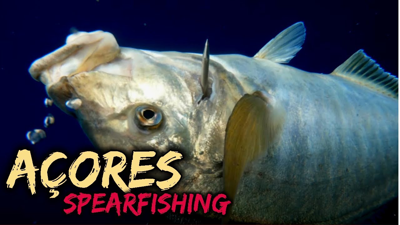 Spearfishing Açores Lírio.... Xaréu com 4,5kg