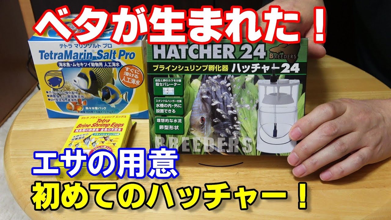 ベタ稚魚誕生！エサの準備【ベタ繁殖season3#15】