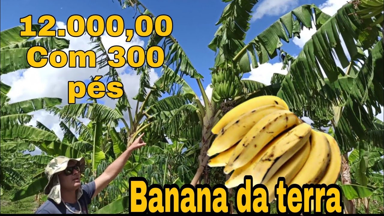 BANANA DA TERRA LUCRE ATÉ 12.000,00 COM 300 PÉS/PLANTIO DE FÁCIL MANEJO É COM BONS LUCROS