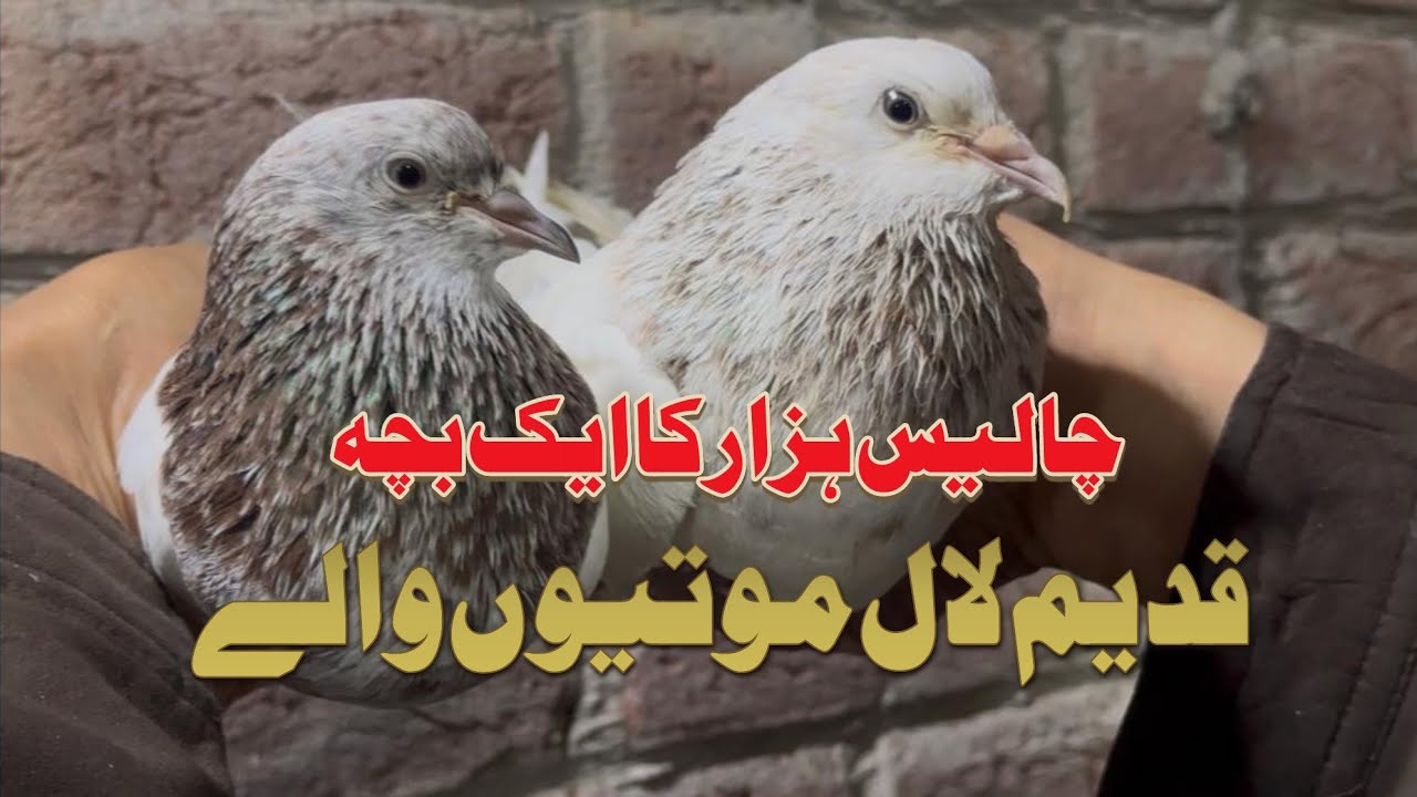 سیالکوٹ میں چالیس ہزار کا ایک بچہ Mohsin Naqvi +923216126212