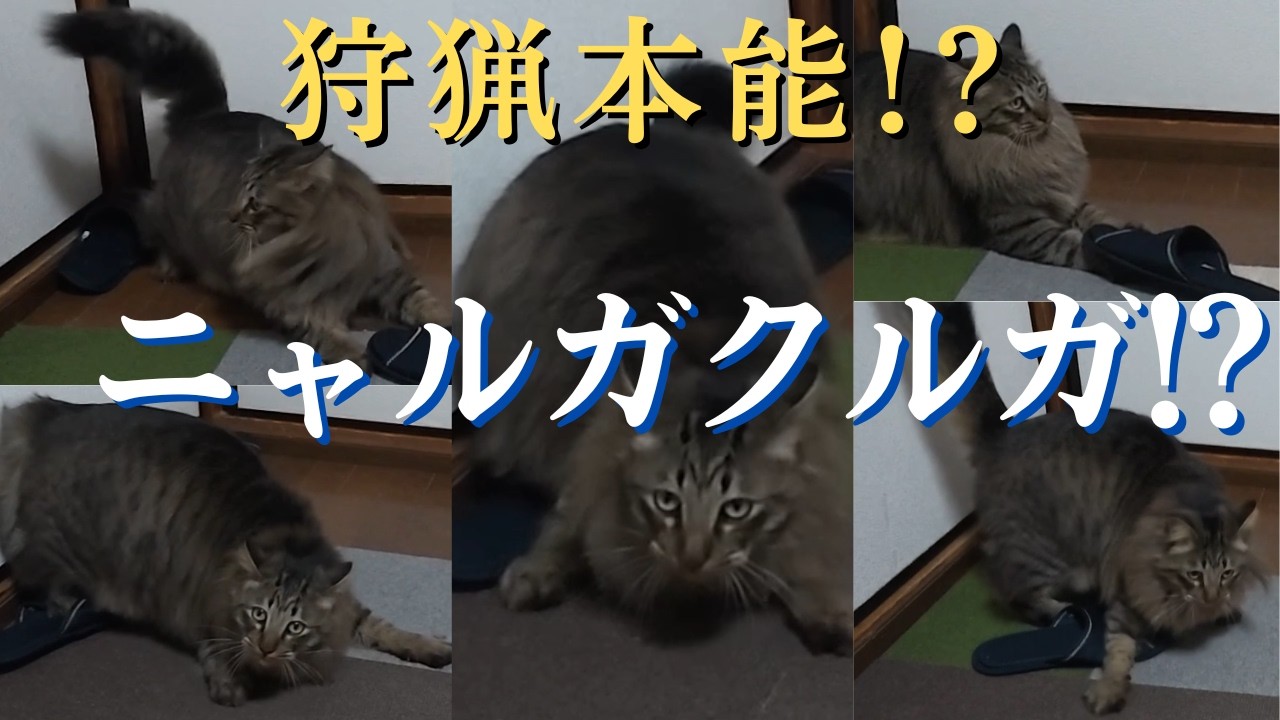 【狩猟本能？ニャルガクルガ？】キジトラ猫が急に常軌を逸した行動を始めました