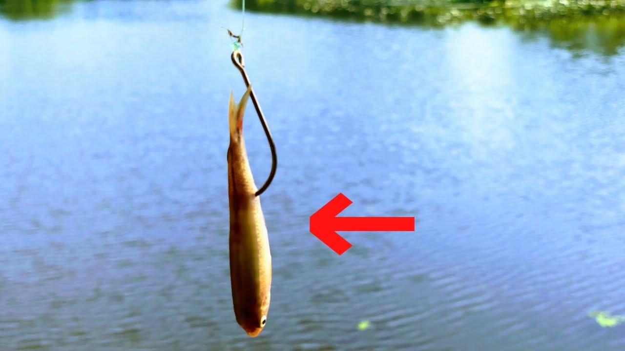 Free-Lining MINNOWS for UNIQUE Fish (RARE Catch!)